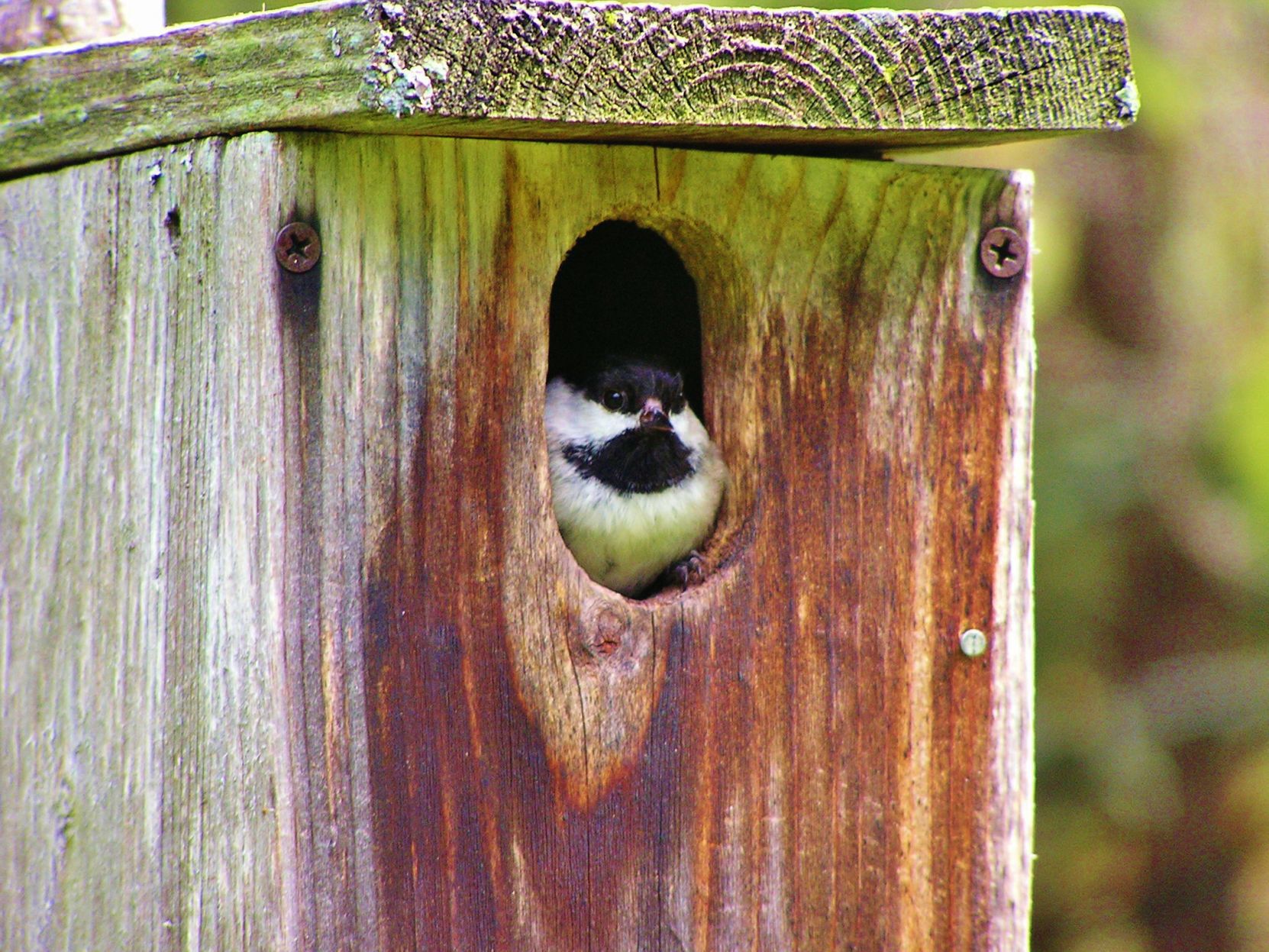 Chickadee in nest